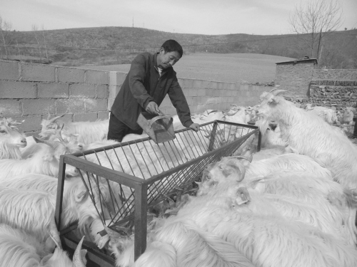 辽宁岫岩县:冷配技术 实现养羊致富梦