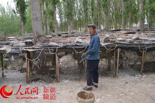 新疆乌苏市百泉镇养殖狐狸走上致富路