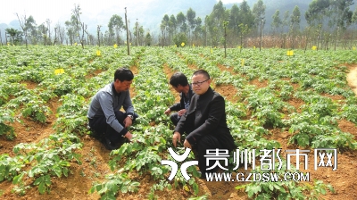 贵州“乡村能人”韦思城:放下教鞭回乡种马铃薯