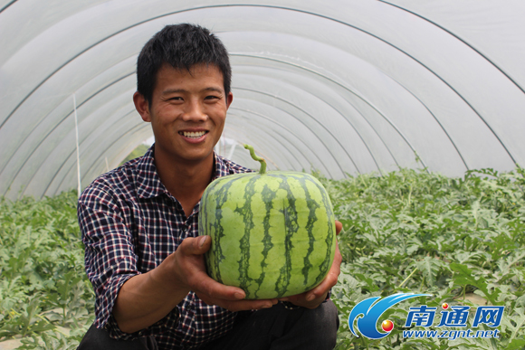 江苏如皋长江镇“90后”瓜农周大兴培育出“创意西瓜”