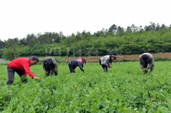 四川汉源皇木豌豆尖 坐飞机直飞北上广
