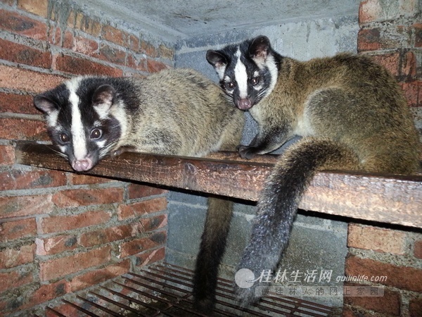 广西全州两小伙养“招财猫”上央视 全国客户找上门