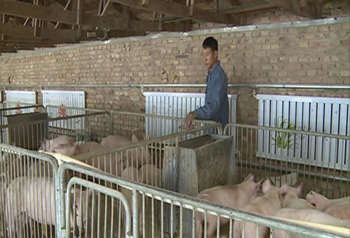 吃纯粮 喝中药 南皮县农民精心饲养“生态猪”