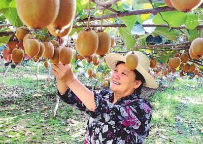 十万果农的贴心人 记一心为民的好干部李华玲