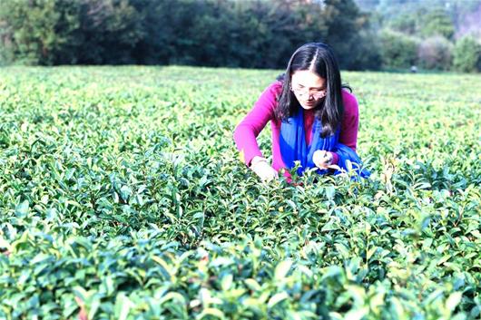 湖北武汉:华科大女生制出黄陂第一茶