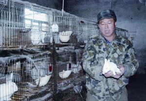 黑龙江伊春:山村里的养兔“大王”