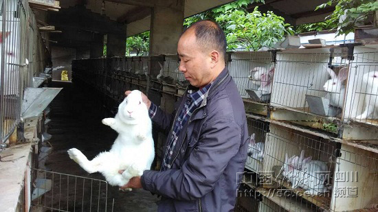 四川宜宾县李华文:普通农民变身“兔司令”