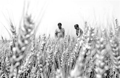 ·¿É½ÊÔµã¼Òͥũ³¡Ö®Ò»·¶Ñ§Á¬¼ÒµÄÂ󵨲¿·ÖСÂóÒѾ±ä³É»ÆÉ« ±±¾©¼Òͥũ³¡µ¥¸ö½üǧĶ ũί³ÆÌ«´óÁËÆ«Àë·½Ïò