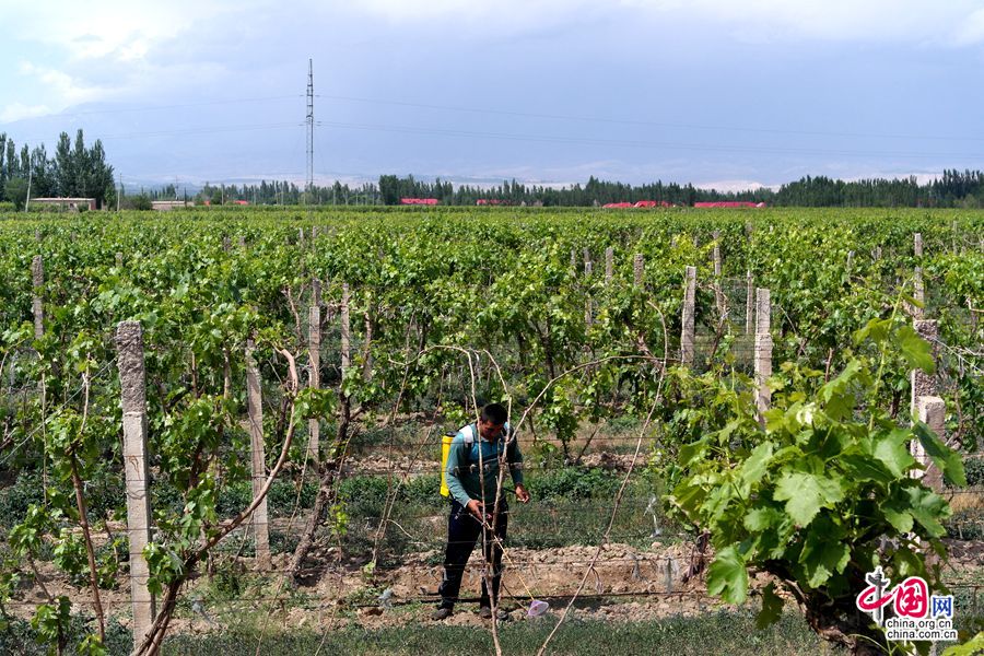 丝路故事:葡萄种植户张燕的幸福生活