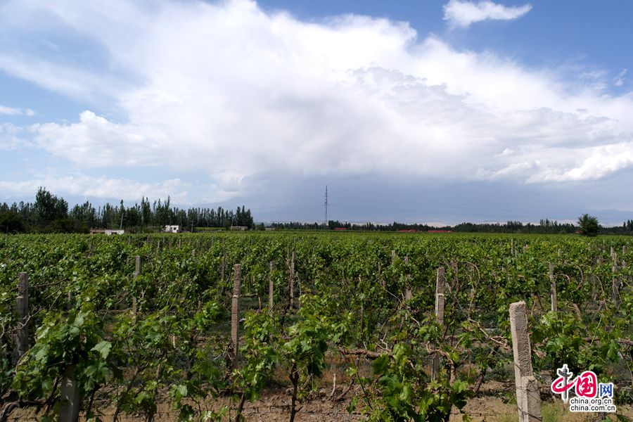 丝路故事:葡萄种植户张燕的幸福生活