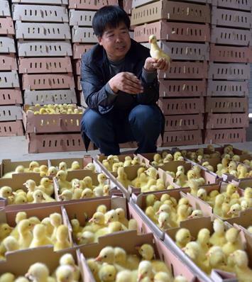 河北迁安:“养鹅哥”带领村民致富