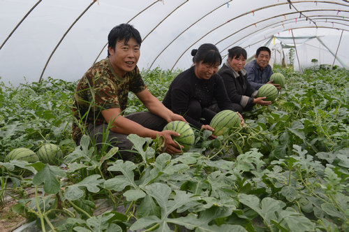 重庆梁平三姐妹返乡创业 种西瓜喜获丰收