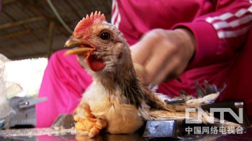 广西韦龙芬:打破偏见 赚钱有道(致富经)2