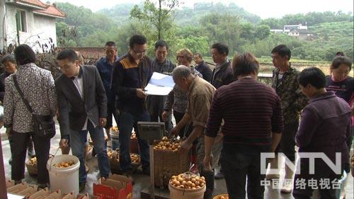 四川三元乡:着急上火逼出的创富奇招(致富经)