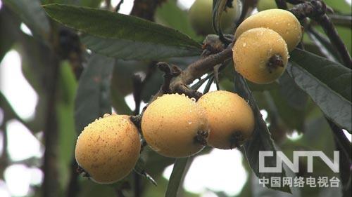 四川三元乡:着急上火逼出的创富奇招(致富经)2