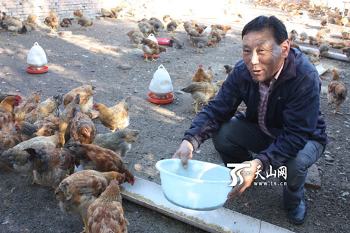 新疆和布克赛尔县:小鸡苗带动经济发展“大神经”