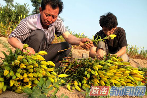 闫锋和儿子对刚摘的百合花进行修整