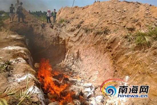 海南查获4批偷运入岛染疫活羊278只羊被公开销毁2