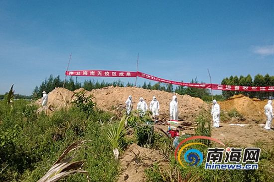 海南查获4批偷运入岛染疫活羊278只羊被公开销毁