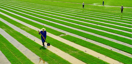 ½ËÕ£º¼Òͥũ³¡Ö÷̸ÏÄÊÕÐ§Òæ