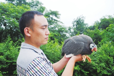 图为杨忠奎和他饲养的珍珠鸡。 重庆涪陵:非洲珍珠鸡野养武陵山森林