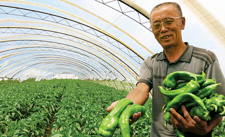 陕西靖边县东坑镇黄家峁村菜农种新品种辣椒致富