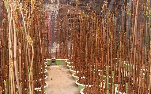 重庆城口:天麻种植成农户新的致富门路