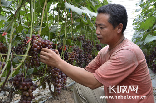 栾城“葡萄王”的甜蜜事业:葡萄藤下“香饽饽”