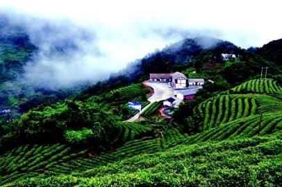 青川农业激情书写追赶跨越新篇