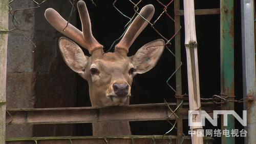 浙江丽水:20岁小伙创业半年破产之后(致富经)2