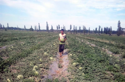 新疆乌苏市:“甜蜜产业”助农增收“顶呱呱”