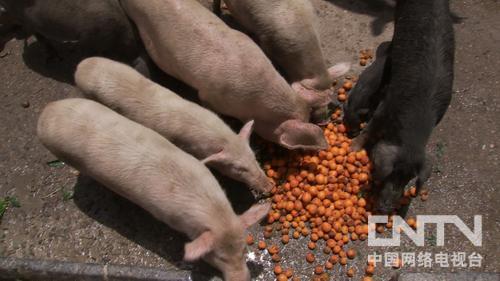 ³ɽأһŮ˵Ļɽμƣ¸2