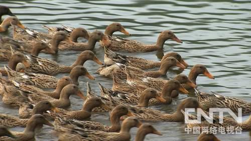 四川广安:人到中年去创业 笑对困难向前冲(致富经)4