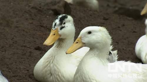 四川广安:人到中年去创业 笑对困难向前冲(致富经)3