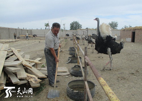 新疆尉犁县:特色养殖成农户致富“点金石”2