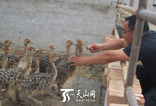 新疆尉犁县:特色养殖成农户致富“点金石”