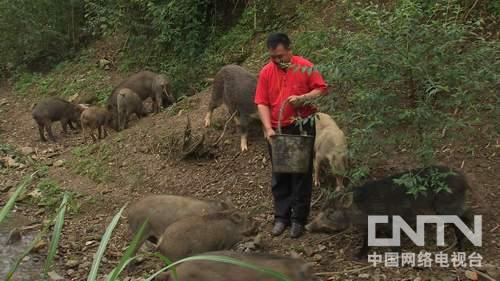 湖南祁东县:倔强老头拿着养老钱进深山《致富经》2