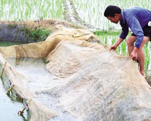 长沙县老汉自学家鱼繁殖 年销2000多万尾