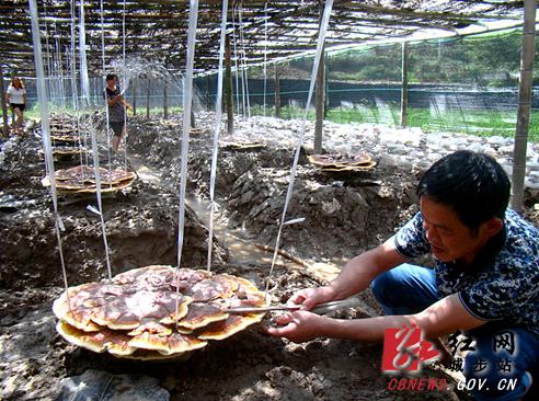 技术人员在精心护理红灵芝