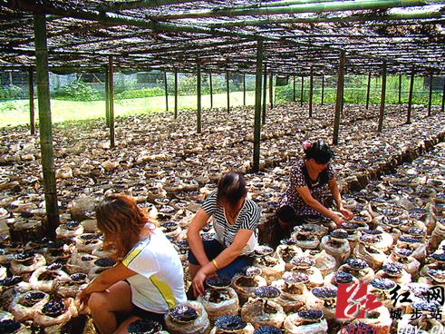 湖南城步小灵芝撑开致富伞