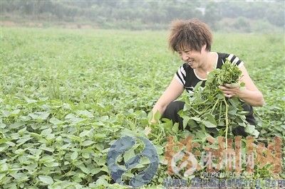 湖南荷塘区樟桥村:刘珍君致富不忘乡民