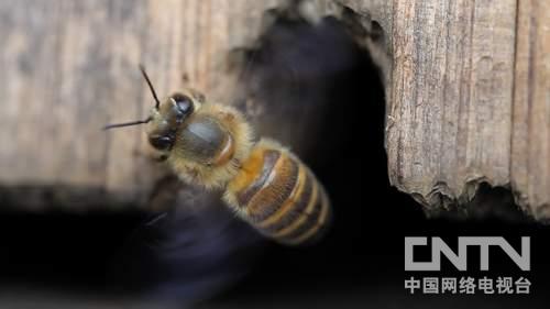 湖北来凤县:200本书改变性格 靠怪招赢得财富《致富经》2