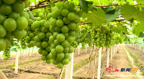 浙江宁海:80后女大学生和她的欢乐庄园2