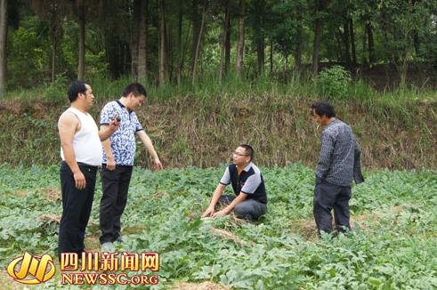 四川河溪镇:一根瓜藤“甜腻”了两个人