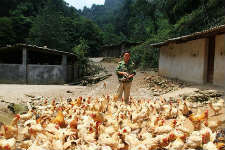 大学生放弃十万年薪返乡养殖生态鸡 当上“鸡司令”