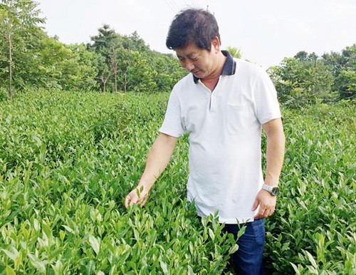 赵建平:打造茶叶品牌,传播茶文化