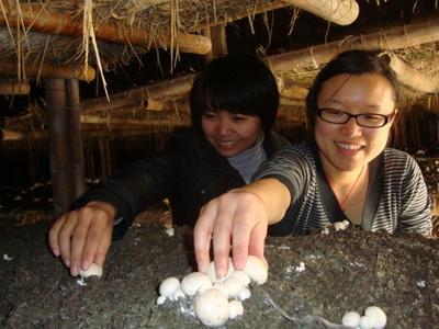 陕西安康市:村官种蘑菇,探寻农村致富秘密