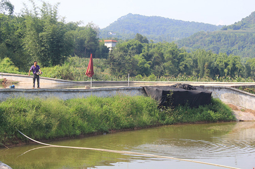 罗永红用剁烂后的鱼喂甲鱼3