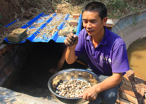 罗永红认真辨别是否受精甲鱼蛋2