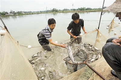 重庆梁平县:放弃六千月薪 老潘回乡养鱼